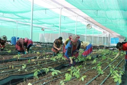 Thoát nghèo từ cây dược liệu