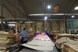 Yên Bái phát triển rừng bền vững thông qua liên kết chuỗi giá trị