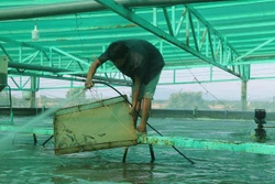 Lực đẩy từ phát triển các hợp tác xã đa ngành ở Bà Rịa - Vũng Tàu