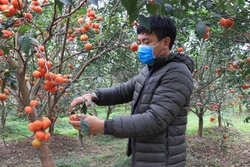 Nông dân Bắc Ninh làm giàu từ trồng cây ăn quả