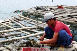 Kỹ thuật nuôi hàu thương phẩm