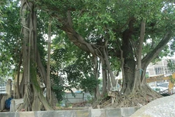 Giữ lại cây đa trăm tuổi trên đường Bưởi là hợp lý