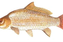 Kỹ thuật nuôi cá chép