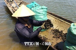 Thừa Thiên - Huế khai thác thế mạnh về nuôi trồng và đánh bắt thủy, hải sản