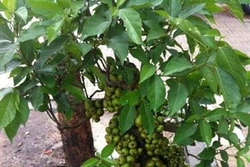 Kỹ thuật trồng cây sung cảnh
