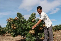 Nông nghiệp Tây Nguyên thích ứng với biến đổi khí hậu (Bài 3)