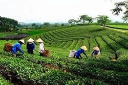 Quyết tâm hoàn thành mục tiêu về sắp xếp, đổi mới các công ty nông, lâm nghiệp
