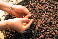 Sơn La: tìm đầu ra cho sản phẩm sa nhân tím