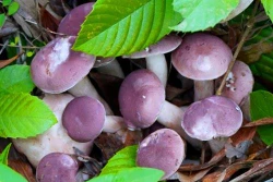 Nấm tràm - món ngon bổ dưỡng