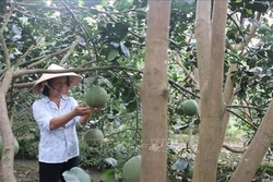 Chuyển đổi cơ cấu cây trồng trên đất lúa cho hiệu quả kinh tế cao ở Tiền Giang