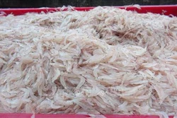 Ngư dân Quảng Trị thu nhập cao từ khai thác ruốc biển và cá trích