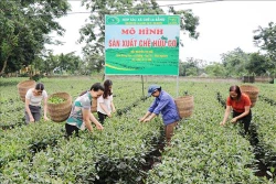 Thái Nguyên xây dựng mô hình chuỗi liên kết sản xuất chè hữu cơ