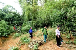 Thí điểm chi trả tiền dịch vụ hấp thụ và lưu giữ các-bon của rừng