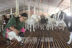 Cách chữa một số bệnh trên dê