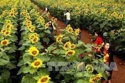 Bắc Bộ đầu tuần hửng nắng, lạnh về đêm và sáng
