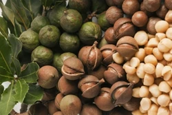 7 tác dụng bất ngờ từ hạt Mắc ca (Macadamia)