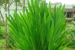 Công dụng của cây rẻ quạt
