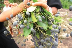 Thơm ngon trái xay Ninh Thuận