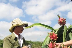 Kỹ thuật phòng chống bệnh đốm nâu hại thanh long