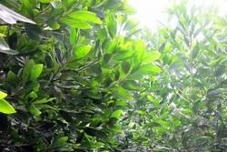 Biện pháp phòng trừ sâu đo gây hại cây keo tai tượng