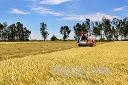 Sản lượng lúa Hè Thu đạt 11,5 triệu tấn