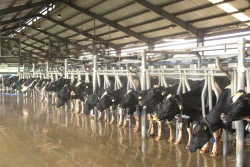 Vinamilk đứng đầu Top 10 công ty uy tín ngành thực phẩm - đồ uống năm 2017