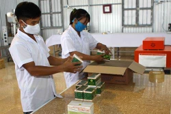 Phát triển cây dược liệu - hướng đi mới cho đồng bào huyện miền núi Con Cuông