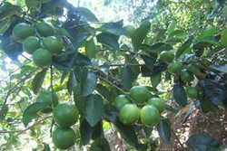Kỹ thuật trồng cây chanh giấy cho quả sai trĩu cành quanh năm