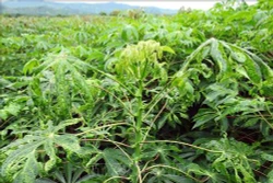 Thừa Thiên – Huế hơn 1.000 ha sắn nhiễm bệnh khảm lá