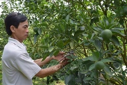 Mô hình “cây cam nhà tôi” cho hiệu quả cao của ông Võ Văn Nang