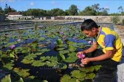 Anh Huỳnh Văn Khanh trồng hoa súng thu nhập hàng trăm triệu đồng