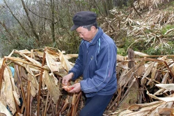 Hà Giang: Hoàng Su Phì đối mặt với nguy cơ mất mùa Thảo quả