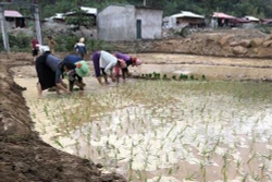 Mường La khôi phục sản xuất trên vùng lũ Nậm Păm