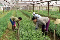 Ứng dụng công nghệ cao vào sản xuất nâng cao thu nhập cho nông dân Yên Định