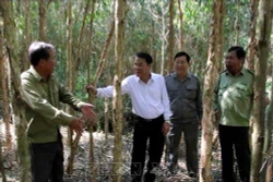 Nhiều diện tích rừng Cà Mau đối mặt với nguy cơ cháy cao