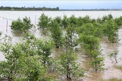 Thừa Thiên - Huế đẩy mạnh trồng rừng ngập mặn, phục hồi hệ sinh thái ven biển