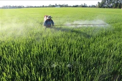 Đồng Tháp liên kết tiêu thụ hơn 46 nghìn ha lúa cho nông dân