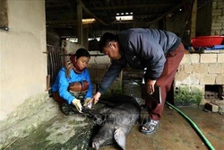 Tuyên Quang phát hiện lợn có triệu chứng bệnh lở mồm, long móng