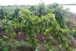 Vĩnh Long giúp nông dân điều trị bệnh trên khoai mỡ