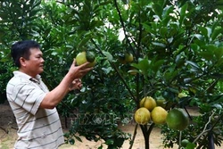 Hòa Bình chuyển đổi trên 2.000 ha đất lúa kém hiệu quả