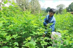 Nhiều ha rừng nguyên liệu giấy "biến mất" ở Lâm Đồng