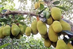 Kỹ thuật trồng mít cho năng suất cao