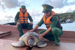 Kiên Giang: Vận động ngư dân thả cá thể rùa biển khoảng 80 kg về lại đại dương