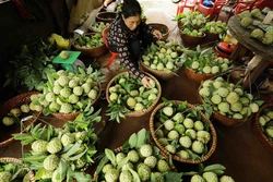 Khởi sắc nông thôn mới vùng cao Xứ Lạng (Bài cuối)