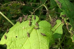 Châu chấu gây hại hơn 40 ha cây trồng ở Cao Bằng