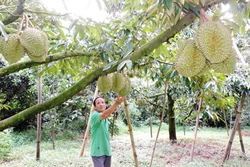 Kon Tum định hình phát triển cây ăn quả