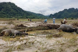 Mưa lớn gây nhiều thiệt hại tại huyện vùng cao Lâm Bình, Tuyên Quang