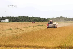 Trà Vinh xây dựng 30.700 ha chuyên canh lúa chất lượng cao, phát thải thấp