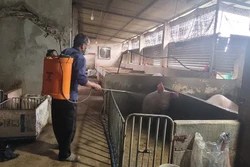 Bà Rịa-Vũng Tàu: Khẩn trương kiểm soát dịch tả lợn châu Phi