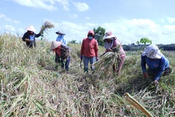 Người dân thôn Đắk Son 2, xã Phú Văn, huyện Bù Gia Mập gặt lúa trồng xen trong vườn cao su tái canh. Ảnh: K GỬIH -TTXVN